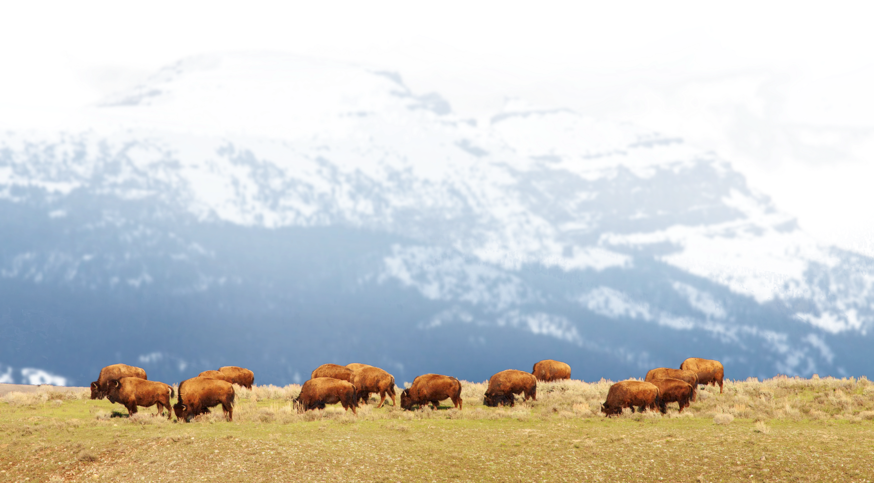 Bison on a ridge in Jackson Hole