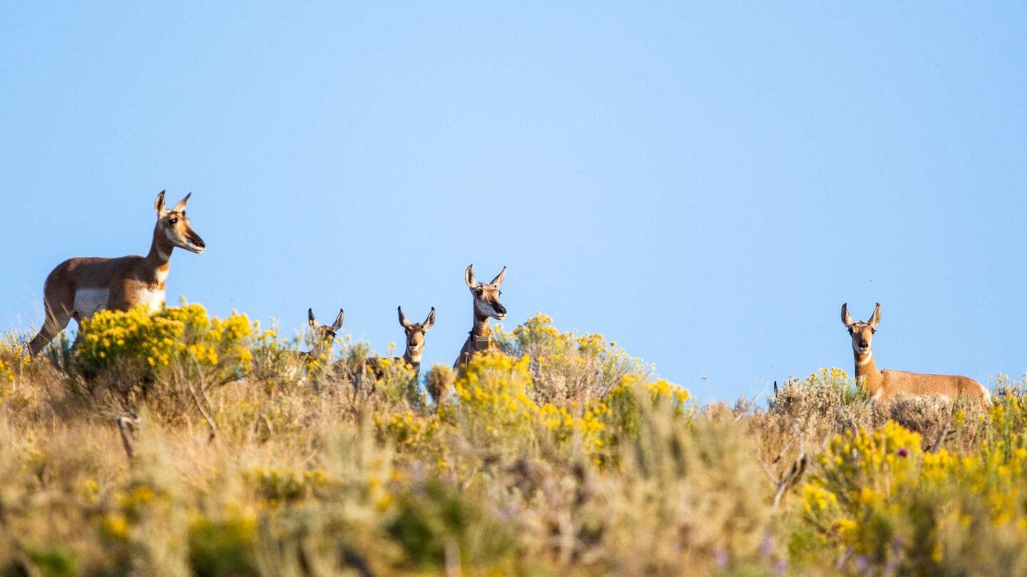 Pronghorn in Grand Teton National Park