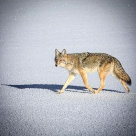 Coyote walking on the frozen Yellowstone River during the middle of winter